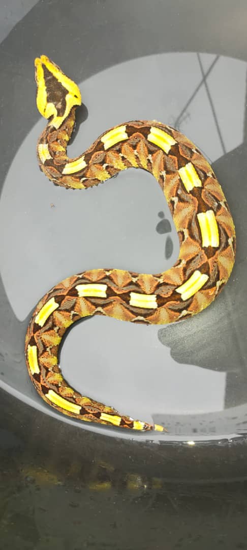 SUCALTA  AND WATER TURTLES . REPTILES , BIRDS ;